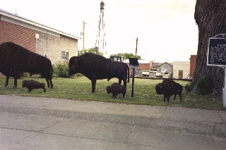 Wire buffalos...can you tell I was out of scenery by now?