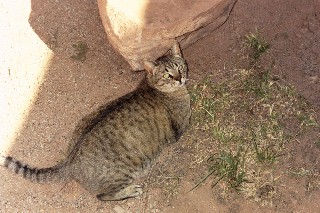 Friendly cat