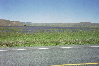 The eastern edge of the Cascades.  The purple color is all flowers